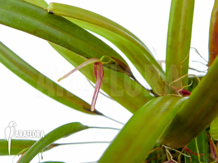 Pleurothallis luctuosa ‘Starter’