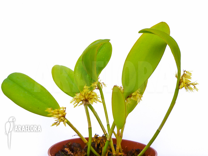 Pleurothallis obovata
