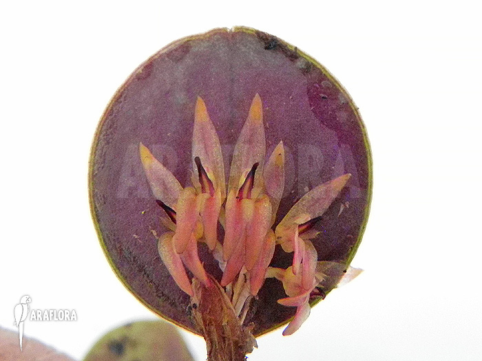 Pleurothallis orbicularis ‘Trichosalpinx orbicularis’