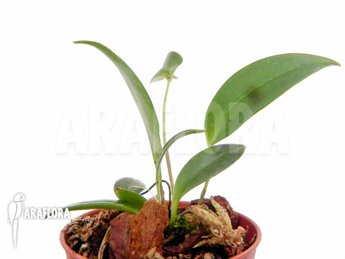 Pleurothallis palliolata
