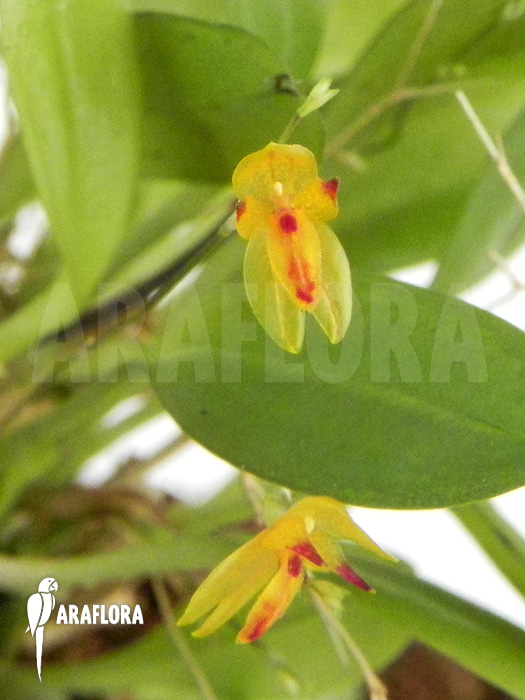 Pleurothallis rubella