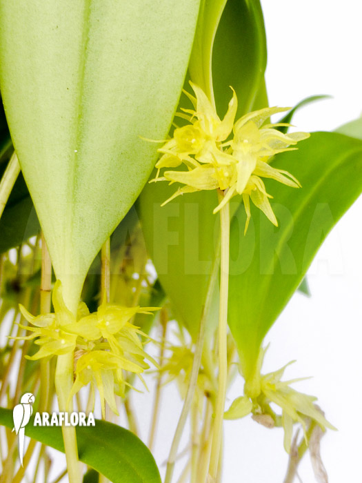 Pleurothallis ruscifolia