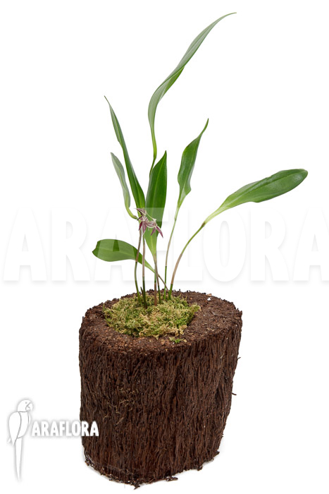 Pleurothallis secunda