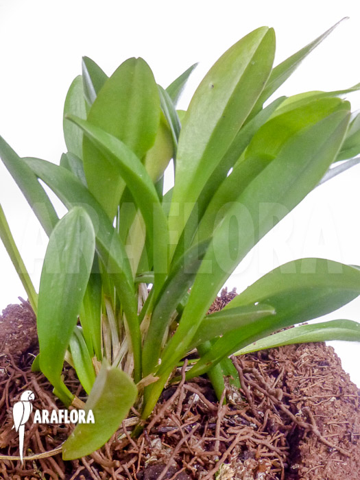 Pleurothallis sp yuccatanensis