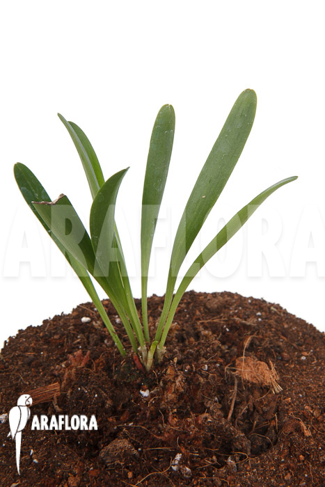 Pleurothallis tribuloides