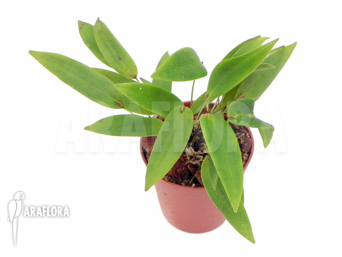 Pleurothallis tridentata