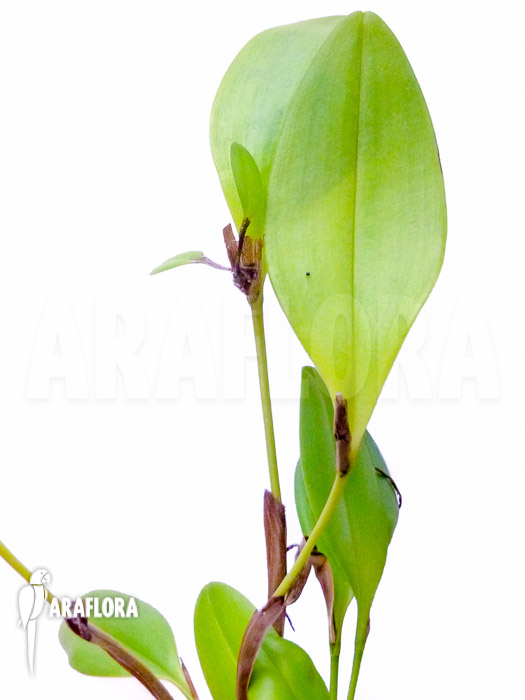 Pleurothallis tuerckheimii