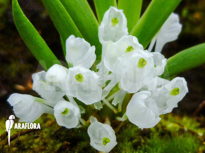 Podangis dactyloceras Flower