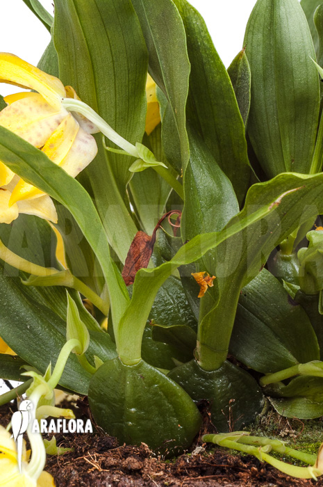 Promenaea x ‘Sunlight’ XL