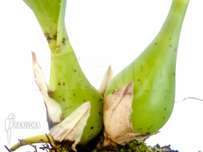 Prosthechea ionocentra