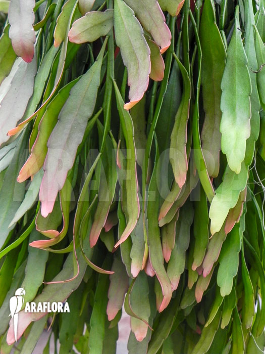 Pseudorhipsalis ramulosa ‘Red Coral’