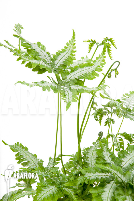 Pteris argyraea Silver Brake