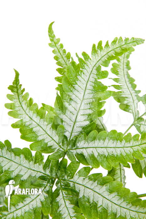 Pteris-argyraea-Silver-Brake-3