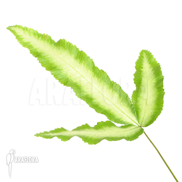 Pteris cretica ‘Albo lineata’