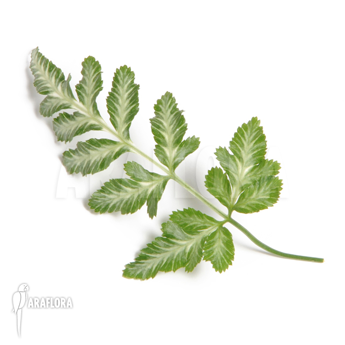 Pteris ensiformis ‘Evergemiensis’