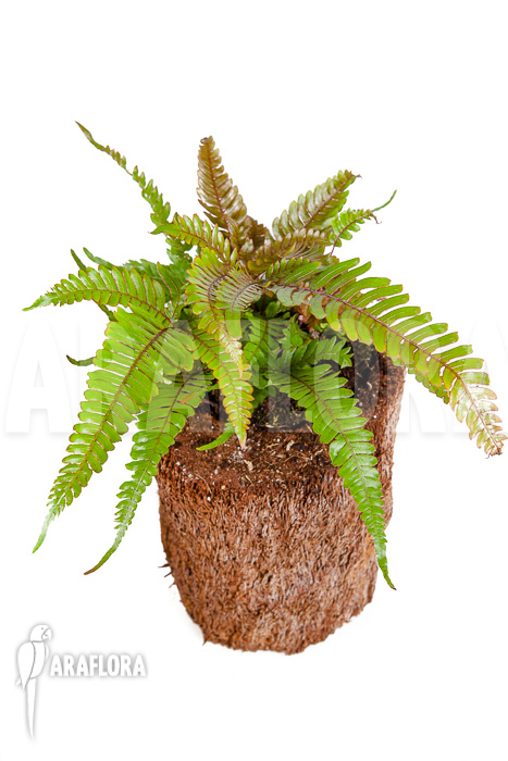 Pteris quadriaurita ‘Tricolor’