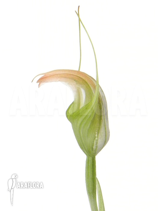 Pterostylis ophioglossa