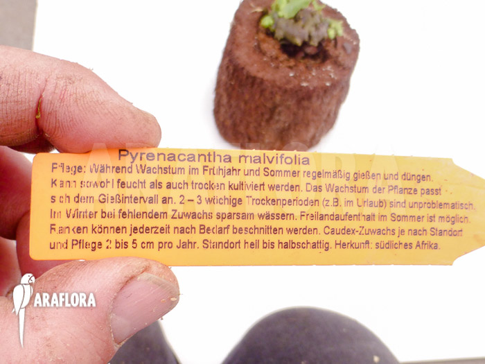 Pyrenacantha malvifolia