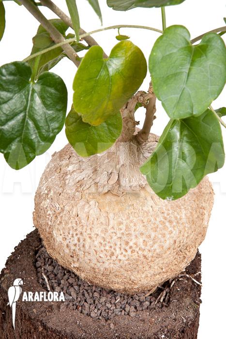 Pyrenacantha malvifolia ‘L’