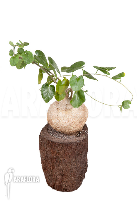 Pyrenacantha malvifolia ‘L’