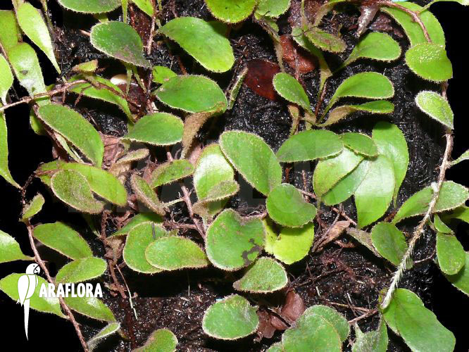 Pyrrosia nummularifolia