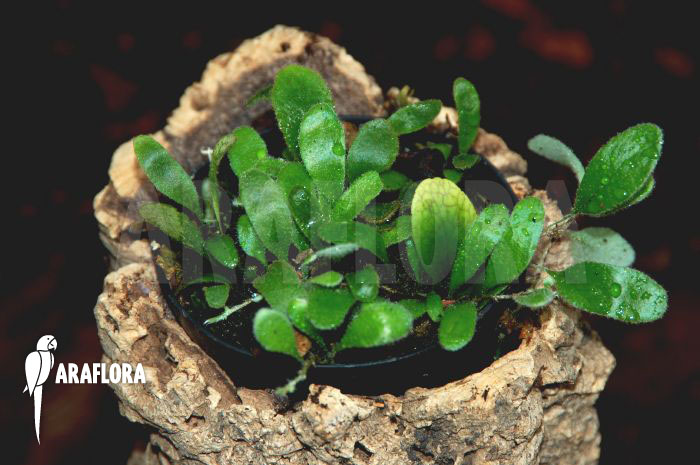 Pyrrosia-nummularifolia-05