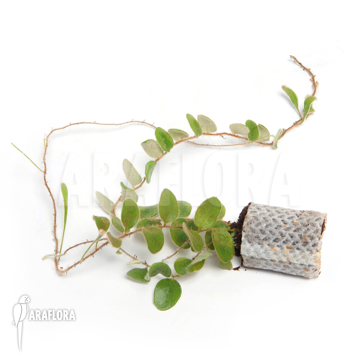 Pyrrosia nummularifolia