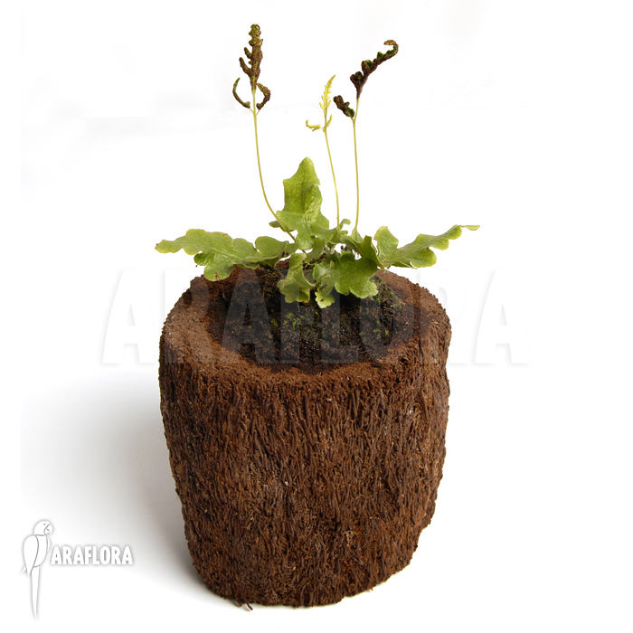 Quercifilix zeylanica ‘Tectaria zeylanica’