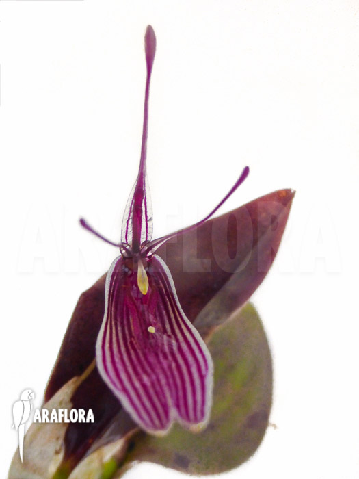 Restrepia antennifera