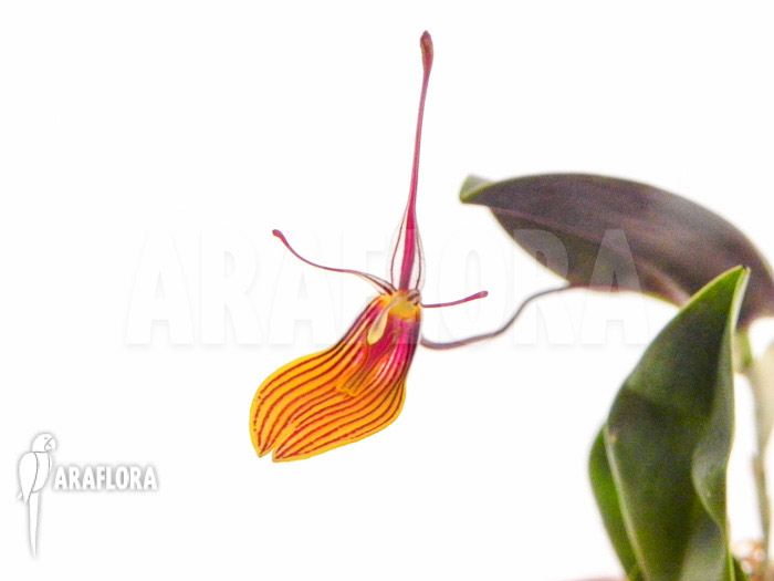 Restrepia brachypus