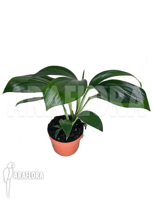 Rhaphidophora decursiva