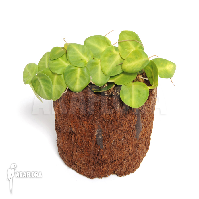 Rhaphidophora species a