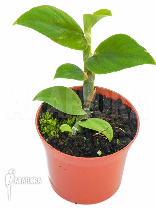 Rhiphidophora latevaginata Starter