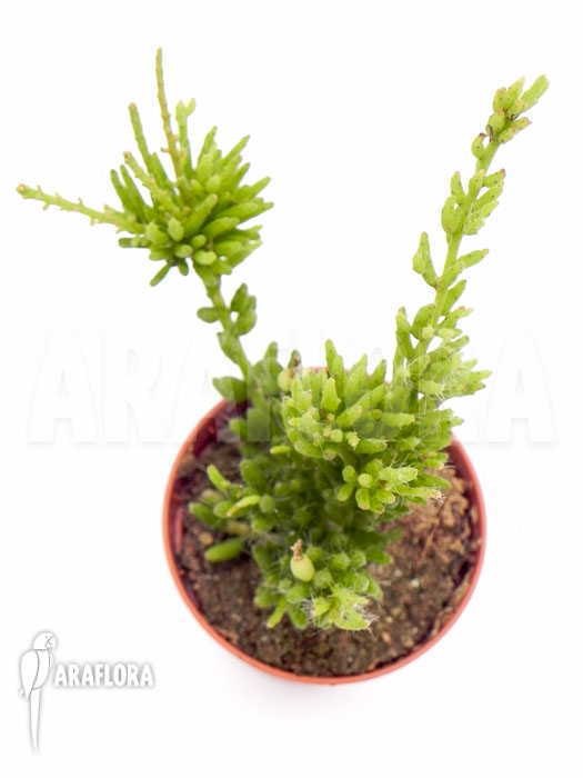 Rhipsalis mesembryanthemoides