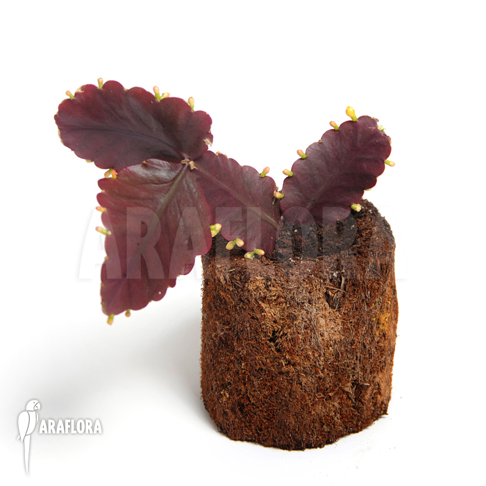 Rhipsalis pachyptera