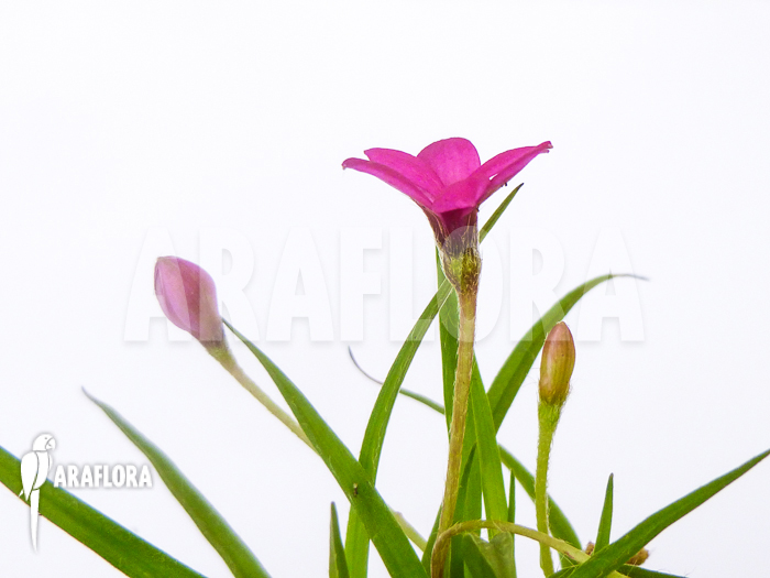 Rhodohypoxis baurii var baurii