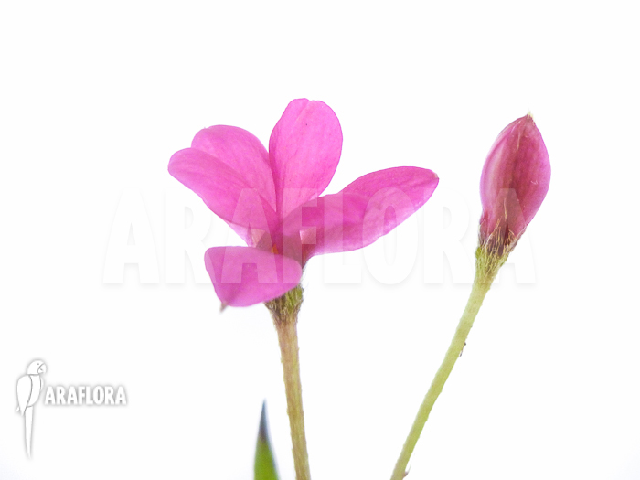 Rhodohypoxis baurii var baurii