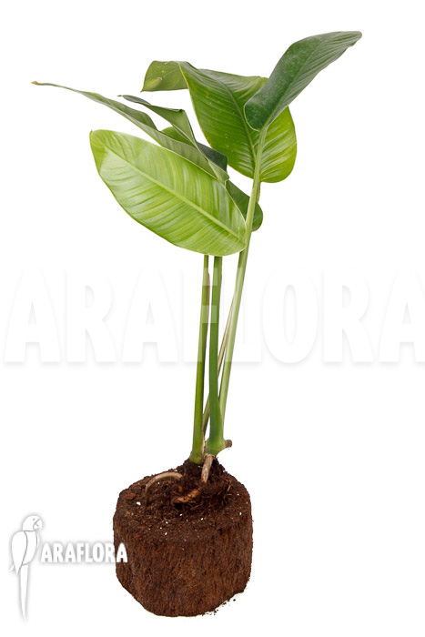 Rhodospatha latifolia ‘L’