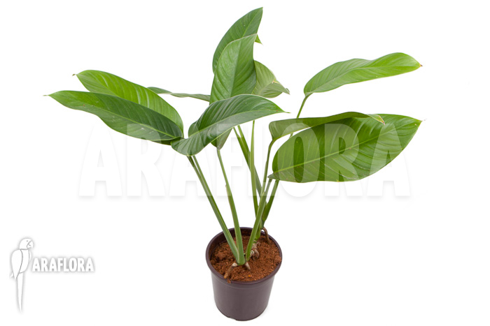 Rhodospatha latifolia ‘XL’