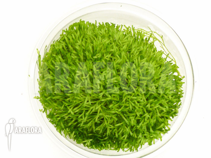 Riccia fluitans