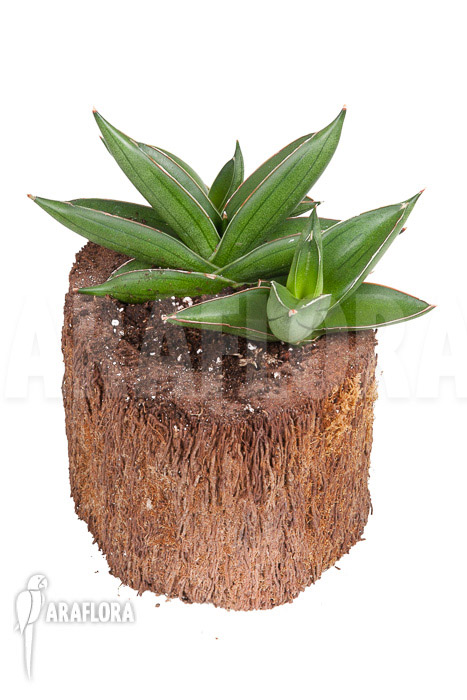 Sanseveria cylindrica ‘Almond Jade’