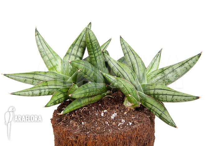 Sanseveria cylindrica ‘Grey Jade’