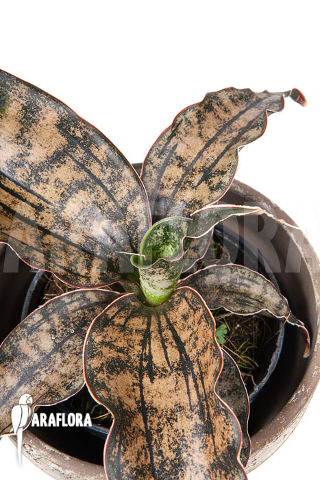 Sanseveria pulchra “S”