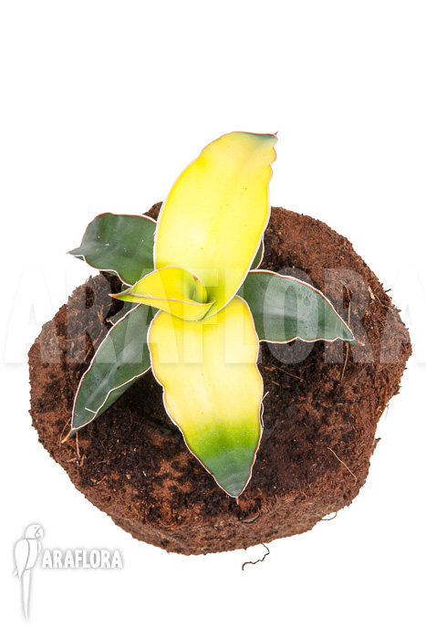 Sanseveria x bananarama