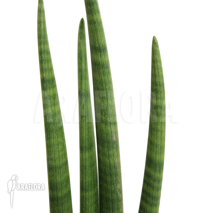 Sansevieria cylindrica var. patula ‘Spaghetti’