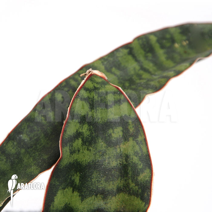 Sansevieria elliptica ‘Horwood’