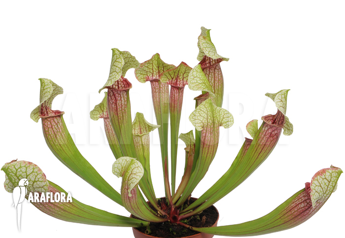 Sarracenia cv ‘Eva’