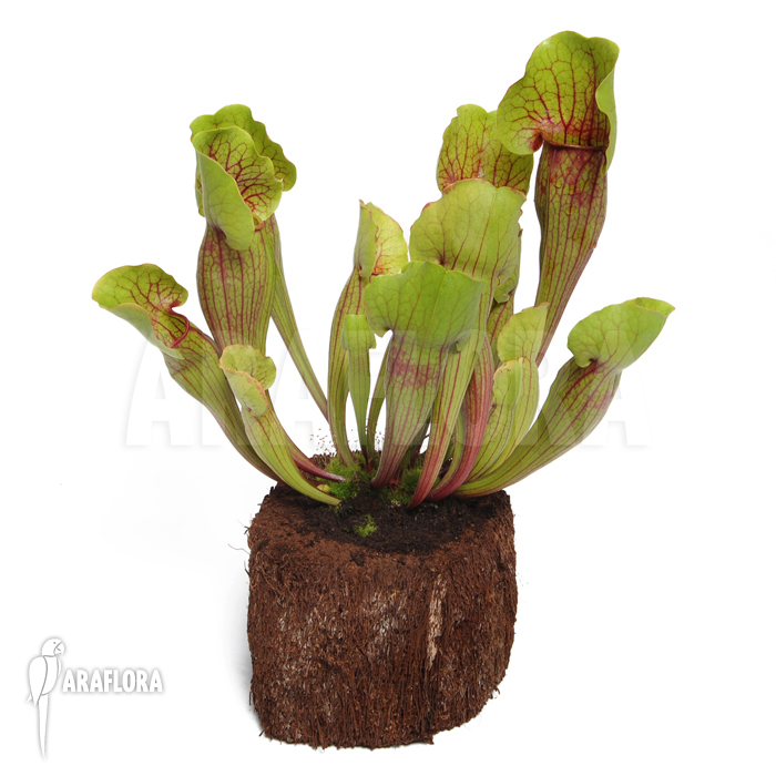 Sarracenia cv ‘Vogel’