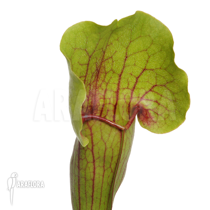 Sarracenia cv ‘Vogel’