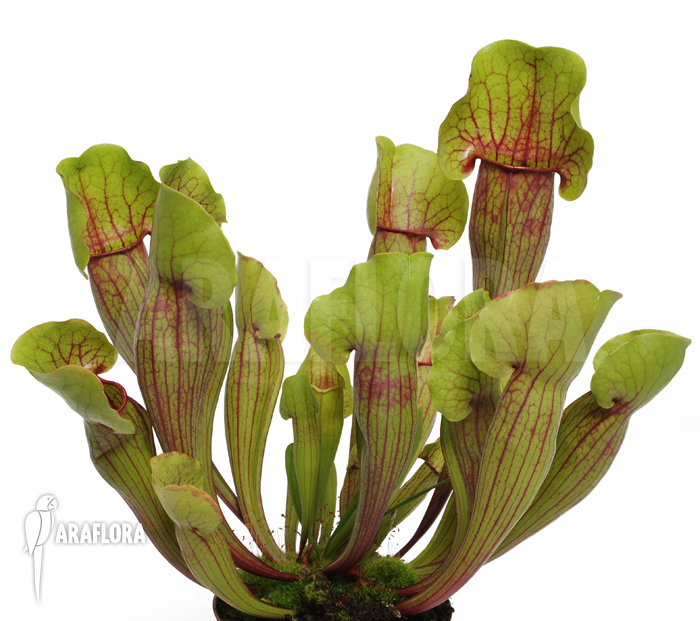 Sarracenia cv ‘Vogel’